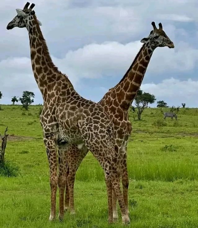 Picha 3